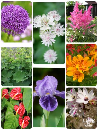 【花言葉辞典】花言葉の意味を知ろう「あ行」のお花一覧　写真付きなので分かりやすい