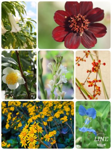 【花言葉辞典】花言葉の意味を知ろう「た行」のお花一覧　写真付きなので分かりやすい
