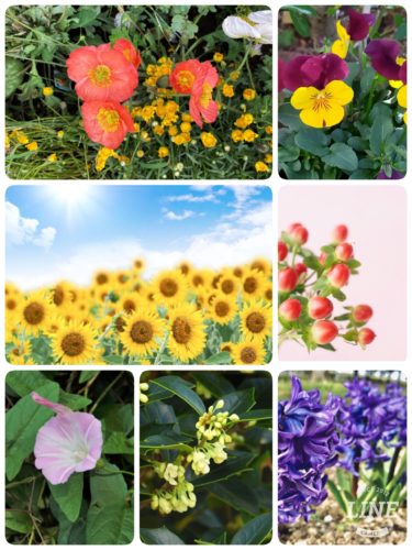 【花言葉辞典】花言葉の意味を知ろう「は行」のお花一覧　写真付きなので分かりやすい