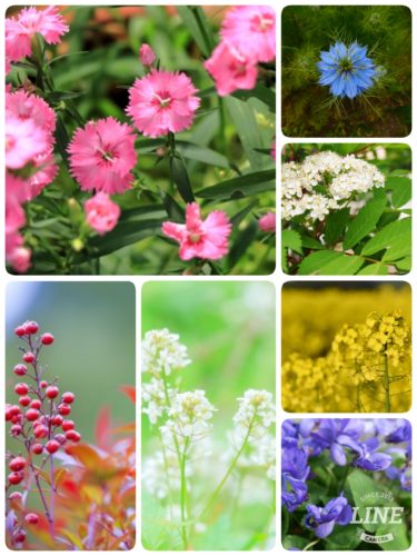 【花言葉辞典】 花言葉の意味を知ろう「な行」のお花一覧　写真付きなので分かりやすい
